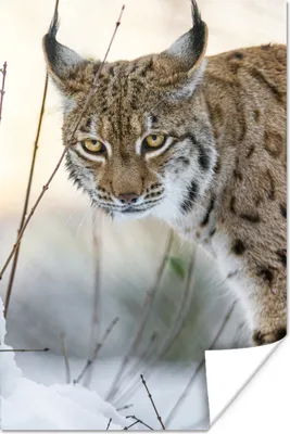 Produktbild von MuchoWow® Poster Luchs im Schnee 60x90 cm - Wanddekoration