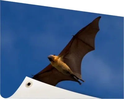 Produktbild von Gartenposter - 120x80 cm - Großer Schläger im Flug  - Modernes Wandbilder - Wilde Tierposter