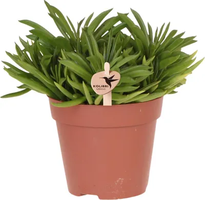 Image de Happy Beam, plante d'intérieur succulente facile d'entretien, Ø12cm, plante