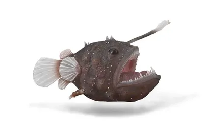 Image de Collecta 88967 Baudroie 12 cm Animaux aquatiques