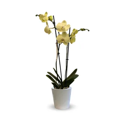 Image de Orchidée jaune - double branche - phalaenopsis - ↕ 60-70 cm - ⌀ 12 cm - cache pot en céramique blanc