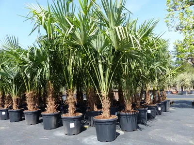 Produktbild von 3 Stück XXL Palme winterhart 190 - 220 cm Trachycarpus fortunei, Hanfpalme,
