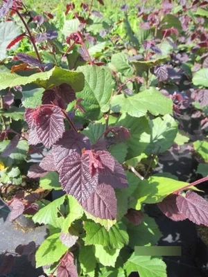 Produktbild von Corylus avellana Rotblättrige Zellernuss - Haselnussstrauch - 60-80