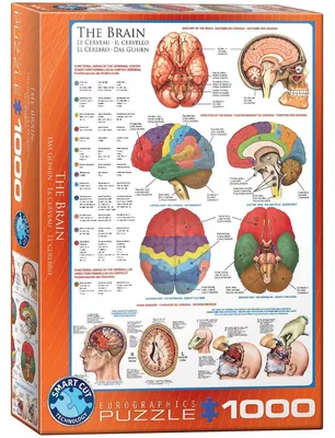 Produktbild von EuroGraphics Puzzle Das Gehirn, 6000-0256, mehrfarbig