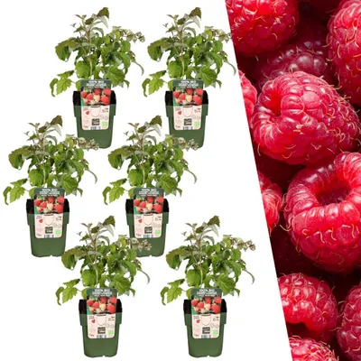 Produktbild von Plants by Frank | 6 Himbeerpflanzen 100% Biologisch | Rubus Idaeus | Himbeerstrauch | Obstgarten | Gemüsegarten | Gartenpflanzen