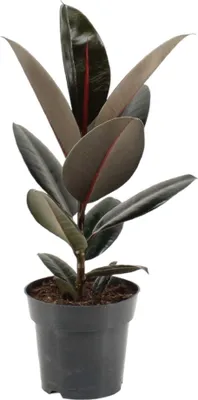 Zdjęcie produktu dla Trendyplants - Ficus Elastica Abidjan - Drzewo kauczukowe - Roślina domowa - Wysokość 45-65 cm - Rozmiar doniczki Ø17 cm
