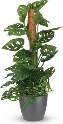 Produktbild von Monstera Adansonii Monkey Mask am Moosstab 90cm Kletterpflanze pflegeleicht