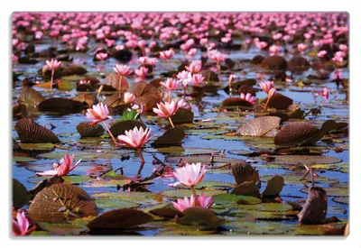 Produktbild von Wallario Frühstücksbrettchen aus Glas 20 x 30 cm mit rutschfesten Füßen, Motiv Seerosenlandschaft mit rosa Blüten