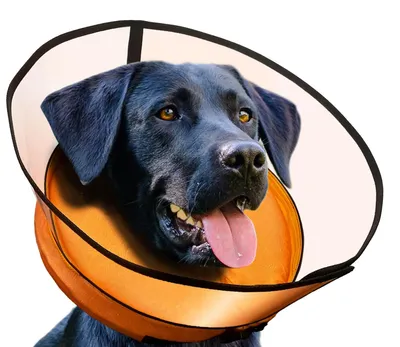 Aufblasbarer Halskragen für Hunde, Orange, Größe 3 (33-37 cm)