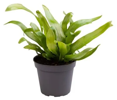 Immagine prodotto di Asplenium 'Antiquum' circa 25 cm- Felce nido - felce striata - pianta verde