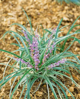 Produktbild von Liriope spicata, Lilientraube, immergrün, ca. 9x9 cm Topf