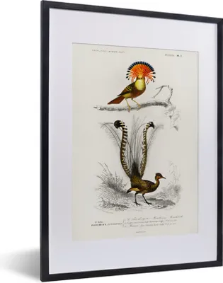 Produktbild von MuchoWow® MuchoWow® Gerahmtes Poster Vogel - Vintage - Zweig 30x40 cm - Poster mit zchwarzem Bilderrahmen - Wandposter Schlafzimmer