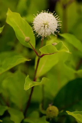Produktbild von Cephalanthus occidentalis, Knopfbusch, 40–60 cm, duftend