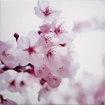 Produktbild von Leinwandbild Blumen Floral 50 x 50 cm - Wandbild Rosa Weiß - Keilrahmen Natur Wohnzimmerdeko Wanddeko Wandgemälde
