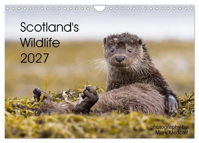Produktbild von Scotland's Wildlife 2027 (Wall Calendar 2027 DIN A4 landscape), CALVENDO 12 Month Wall Calendar