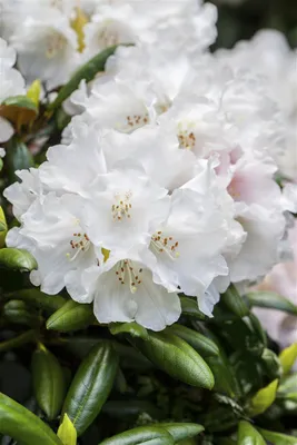 Produktbild von Rhododendron Hybr. 'Helene Schiffner', weiß, 30–40 cm