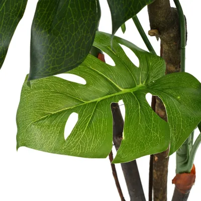 Immagine prodotto di Pianta Artificiale di Monstera con Vaso 70 cm Verde