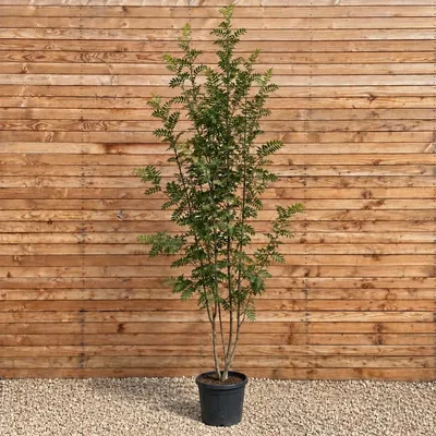 Produktbild von Eberesche 250-300 cm - Sorbus aucuparia mehrstämmig