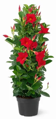 Obrázek produktu pro Mandevilla Dipladenia - Trubková květina - pyramidální tvar - 17cm květináč - cca 65-70cm - červená