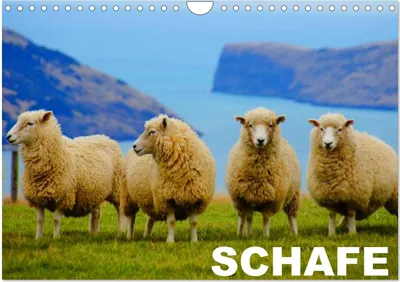 Produktbild von Schafe / Geburtstagskalender (Wandkalender 2025 DIN A4 quer), CALVENDO Monatskalender