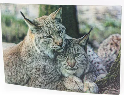 Produktbild von 3D Postkarte Luchse