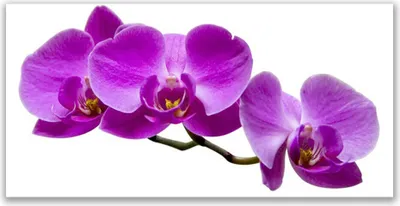Produktbild von Tulup Leinwand-Bilder 120x60 Wandbild Canvas Kunstdruck Blumen Pflanzen