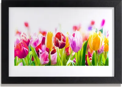 Produktbild von Bild 30x20 MDF-Rahmen Wandkunst Tulpen Blumen