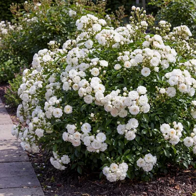 Produktbild von Green boutiQ - Gartenrose - Rosa White Fairy - Rose - Winterhart - Weiß - 3 Pflanzen - Topf 12cm - Höhe 20-25cm