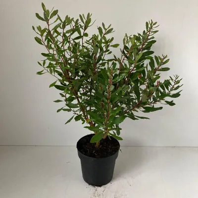 Image de Myrica gale - Myrica des marais | 20-25 cm en pot