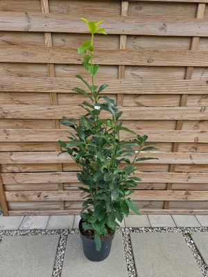 Produktbild von Prunus laurocerasus ‘Genolia’ – Kirschlorbeer, immergrün – C6,5