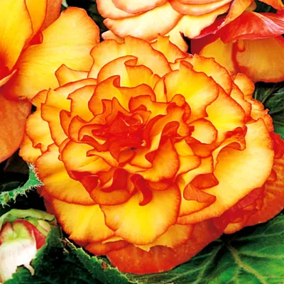 Immagine prodotto di Begonia bicolore Picotee 1 pz begonie piantine piantina tubero