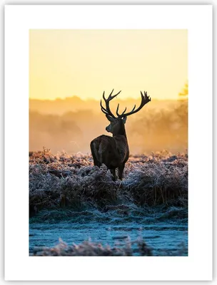 Produktbild von Poster - Poster ohne Rahmen - Feld Nebel Natur Baum - 30x40 cm - Wand Bild - Wanddeko - Wandbilder - Kunstposter - Wandposter - Bilder - Kunstdruck - Wanddekoration - Wandbild - P2XPA30x40-2428