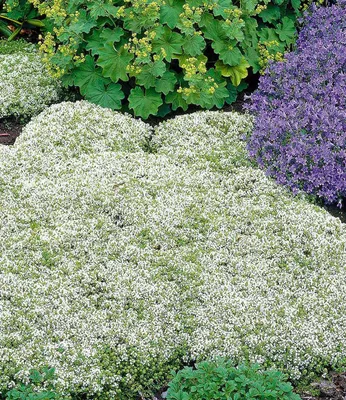 Produktbild von BALDUR Garten 3x Winterharter Weißer Polsterthymian, Pflanzen im 9x9 cm-Topf, Thymus praecox albiflorus, Polsterthymian, Thymian Pflanze, blühende winterharte Staude, mehrjährig, bienenfreundlich