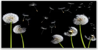 Produktbild von Glasbilder 120x60 Wandbild Druck auf Glas Pusteblumen Pflanzen
