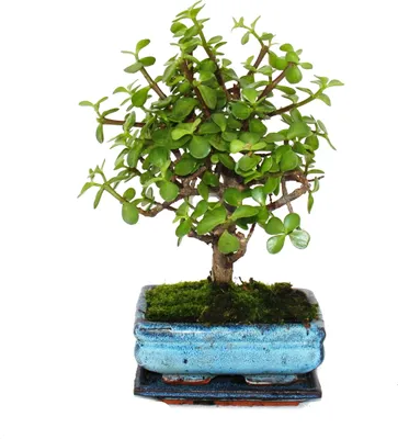 Obrázok produktu pre Bonsaj - Portulacaria afra - Nefritovník - Africký sloní strom - približne 4-5 rokov - gu?ovitý tvar