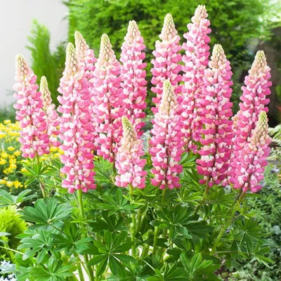 Produktbild von Lupinus Staude Blüten Rhizom Lupinus Lupine Zierlupine The Chatelaine 1 St.