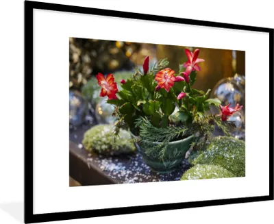 Produktbild von MuchoWow® MuchoWow® Gerahmtes Poster Deckelkaktus mit roten Blüten 90x60 cm - Poster mit zchwarzem Bilderrahmen - Wanddekoration - Fotos