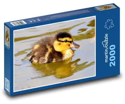 Produktbild von Puzzle 2000 Entenküken auf Wasseroberfläche - martinpuzzle