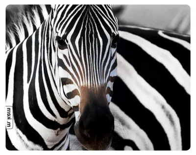 Produktbild von Zebra Mauspad