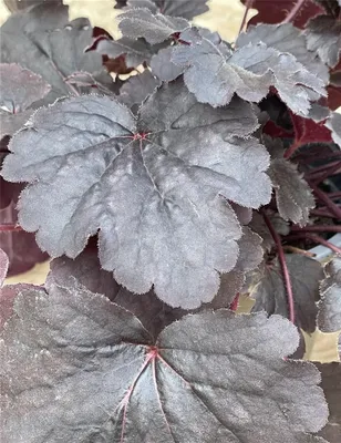 Produktbild von Heuchera 'Bella Notte' - Purpurglöckchen 'Bella Notte', im Topf 12 cm - 12 cm