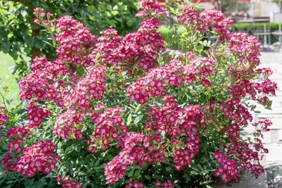 Produktbild von Rosa 'Mozart', Strauchrose, rosa, 5-7,5 Liter Container