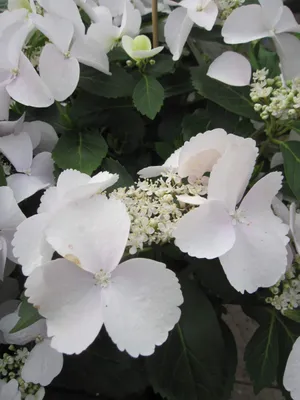 Produktbild von Garland Hydrangea macrophylla Runaway Bride ® - Girlanden-Hortensie  - 30-40 cm