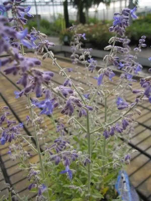 Produktbild von Perovskia atriplicifolia Prime Time - Blauraute - Russischer Salbei 40-60