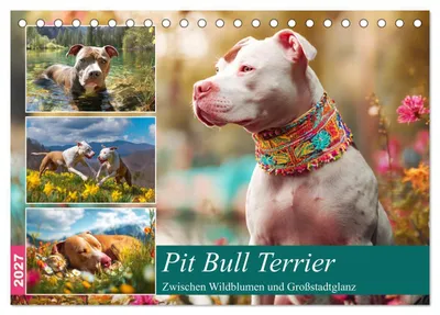 Produktbild von Pit Bull Terrier. Zwischen Wildblumen und Großstadtglanz (Tischkalender 2027 DIN A5 quer), CALVENDO Monatskalender