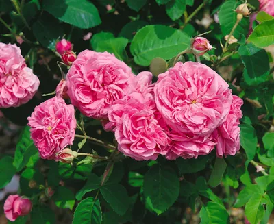 Produktbild von Rosa 'Mme Boll', historische Rose, rosa, 5-7,5 Liter Container