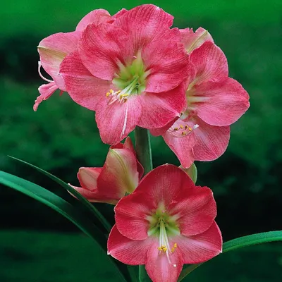 Obrázek produktu pro Hippeastrum Zwartnica Amarylis Susan 1 ks Cibule Cibule Amarylisy