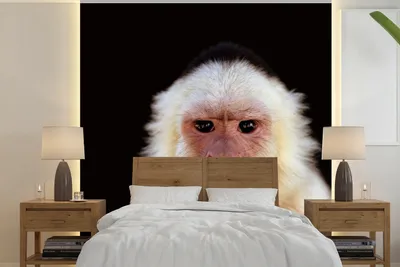 Produktbild von MuchoWow® Fototapete für Wohnzimmer oder Schlafzimmer Wandtapete Vinyl Motivtapete Affe - Fell - Schwarz - 300x300 cm - Wanddekoration
