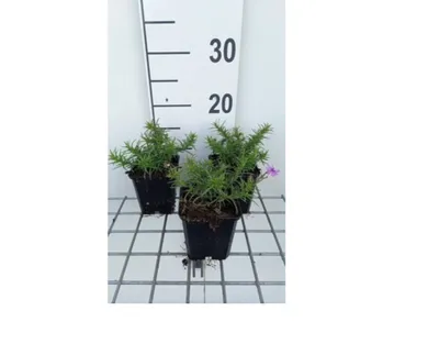 Immagine prodotto di 6 x Phlox (s) 'Purple beauty' - Teppichphlox topf 9 x 9 cm