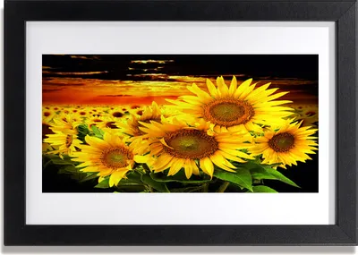 Produktbild von Bild 30x20 MDF-Rahmen Wandkunst Sonnenblume Pflanze