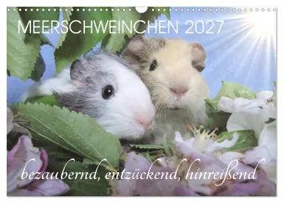 Produktbild von Meerschweinchen 2027 - bezaubernd, hinreißend, entzückend (Wandkalender 2027 DIN A3 quer), CALVENDO Monatskalender